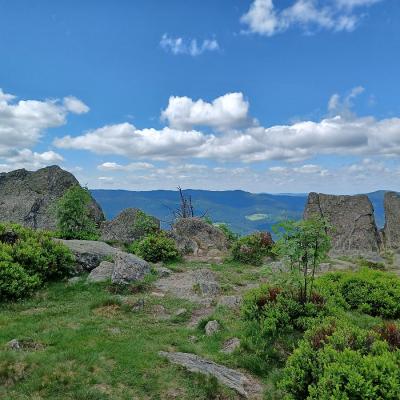 13 Osser 20220522 105410 20221215 1495157710